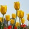 Giant Golden Yellow Or Colossal White Tulip Flowers - 6 Bulbs - Spring Garden Blooms - Attracts Butterflies Bees And